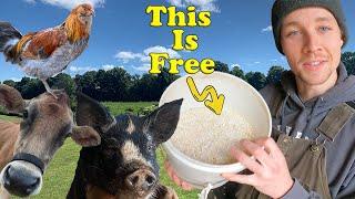 STOP Wasting Your Money! Feed Your Animals For FREE!