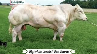 Biggest cattle breeds in the world - big white cattle " Bos Taurus" - Bull and Cows