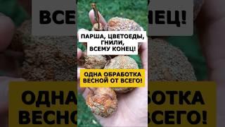 Секрет старого биолога от всех вредителей и болезней сада. Всего 1 обработка весной! #огород #сад