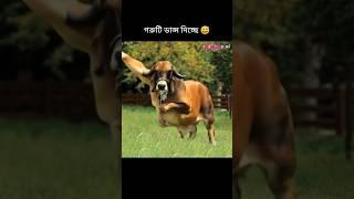 how possible cow dancing #sorts #sortvideo #viralshort #cow #dance #foryou #ai #edit #funny