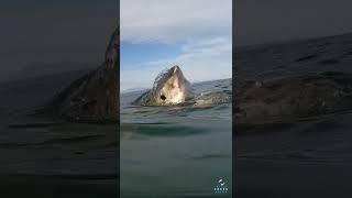 Great White Shark Head Shot #shorts