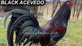 Kentucky Black Acevedo Beautiful Black Birds - JUAN ACEVEDO FARM