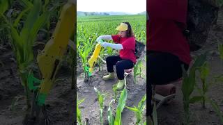 Amazing Farming Machine in Action  | JUST KD Agriculture | Part 140