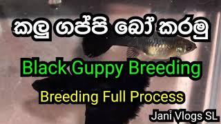 Black Guppy Breeding Coming Soon - Jani Vlogs SL