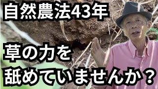 【自然農法】土を良くして、ご馳走様野菜を育てるグリーンマルチ