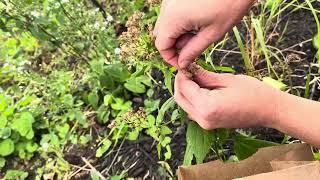 How to harvest White Snakeroot (Ageratina altissima) seeds