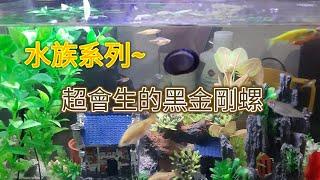 [水族系列]超會生的黑金剛螺