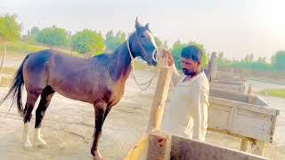 Horse enjoy Butifull video