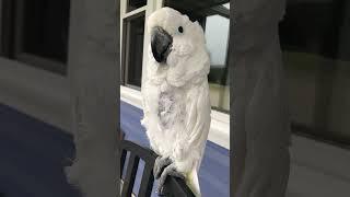 Cockatoo listening to rain drum