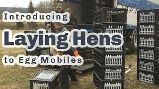 800 LAYING HENS ARRIVE! S4 ● E29