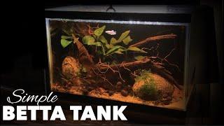 Aquascaping A Perfect Simple Low Budget Betta Tank