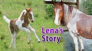 Lena's Story : Our Oldenburg Cross Draft Most Lovely Of Horses