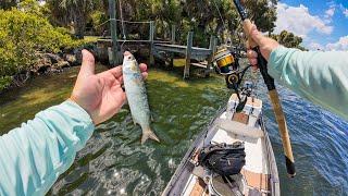 Fishing Florida Saltwater Residential Docks with Live Mullet!!