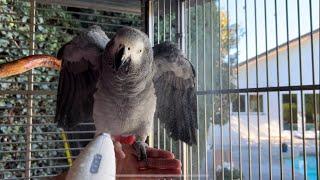 Showering Parrot with Electric Mister