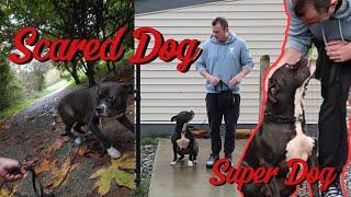 Scared & Skittish Dog Turn into Fully Trained Super Dog