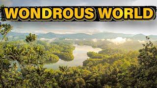 Wondrous World of the Congo Rainforest