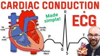 Heart Conduction System & ECG (EKG)