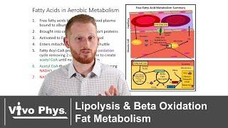 Lipolysis and Beta Oxidation - Fat Metabolism