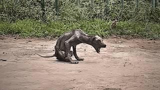 A neglected stray dog lived by the garbage dump, skeletal like a bat, no one willing to come near.