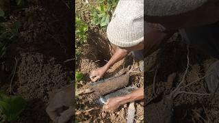 How to Transplant Overgrown Rubber #transplanting #Rubber #agriculture #tree #shorts
