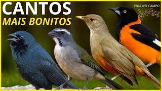 50 Cantos De Aves "MAIS BONITOS" Do BRASIL !!!