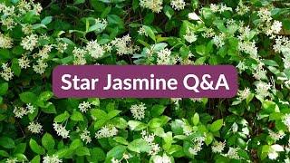 STAR JASMINE: ANSWERING YOUR QUESTIONS / JoyUsGarden