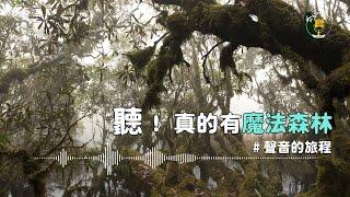 【聽見雲霧帶】登上棲蘭山｜️ 公視我們的島Podcast｜聲音的旅程01】