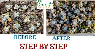 Dunce cap succulent care | how to care succulent | Beginners guide |