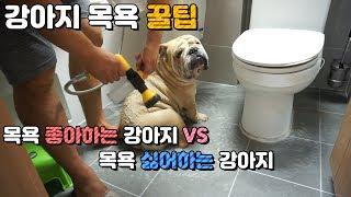 [꿀팁] 귀여운 강아지 목욕하기 / 샤워기 약용샴푸 추천 / How To Bath Your Dog