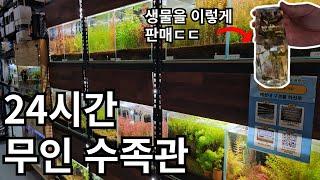 무인수족관은 얼마나 벌까?구피,베타,새우 등 없는게 없네요(원탑아쿠아리움 방문기)