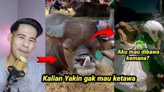 Selalu ada cerita dibalik momen idul Adha