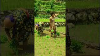 pahadi village life in Uttarakhand #ytshorts #pahadi #life #status #viral