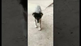 Funny Pet Videos  The V Channel #thevcontent #thevchannel #pet