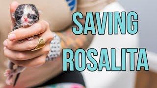 Saving a One-Day-Old Kitten, Rosalita!