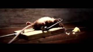 Mouse vs Mouse Trap