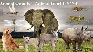 Beautiful Nature Animal Sounds - Animal sounds - Animal World 2024