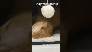 宠物治愈:play with catnip