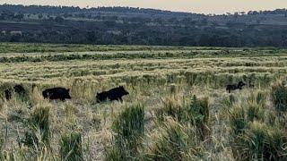 Hunting crop boars.