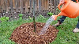 How to Water Your Trees: From Planting to Three Years