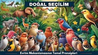 Doğal Seçilim Nedir ? Evrim Mekanizması ve Adaptasyon Süreci