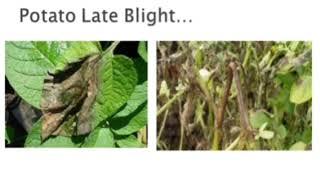 Potato Disease- Late blight. | Symptoms, Disease management.