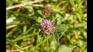 #peterhellensteiner Schienenbienen - eine Blumenwiese der ÖBB Infrastruktur AG