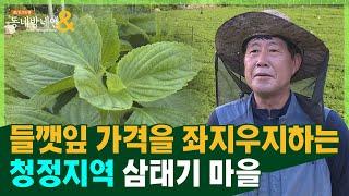 최고의 청정지역 & 들깻잎 단지 '삼태기 마을과 조안면'ㅣ남양주 조안면 조안1리ㅣ상수원보호지역 친환경 농사ㅣ로드다큐 동네방네엔 46회