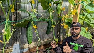 Growing Cucumbers vertically ! Growing -Pruning - watering - Fertilizing Tips #greentgarden