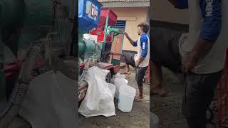 Creative tools can peel rice husks practically -Agriculture farming #shorts