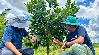 Sekreto para Mamunga ang Langka: Putulin ang Main Branch?  + Backyard Pig Farming in the Philippines