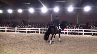 Zhivago Stallion Show Van Uytert 2015