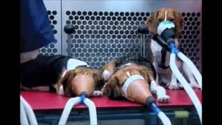 Beagle Freedom Project