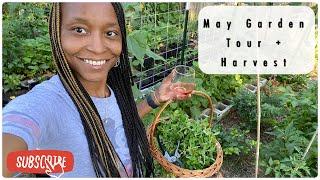 Small Space Gardening | May Garden Tour + Harvest