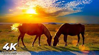 Horse Galloping Sound 10 Hours to Help You Relax  